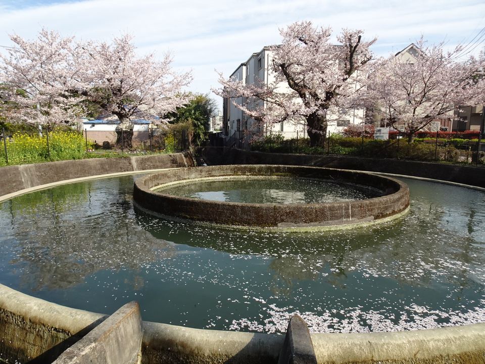 桜が舞う円形の池