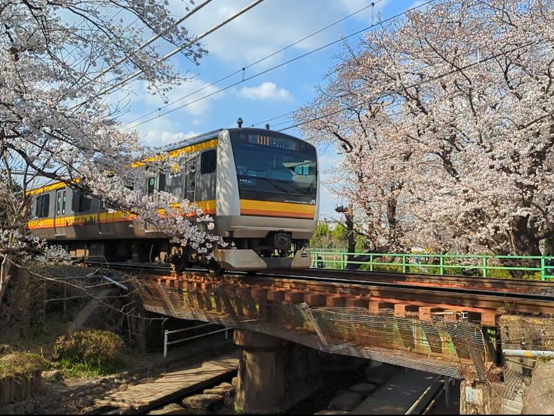 桜並木を走る電車